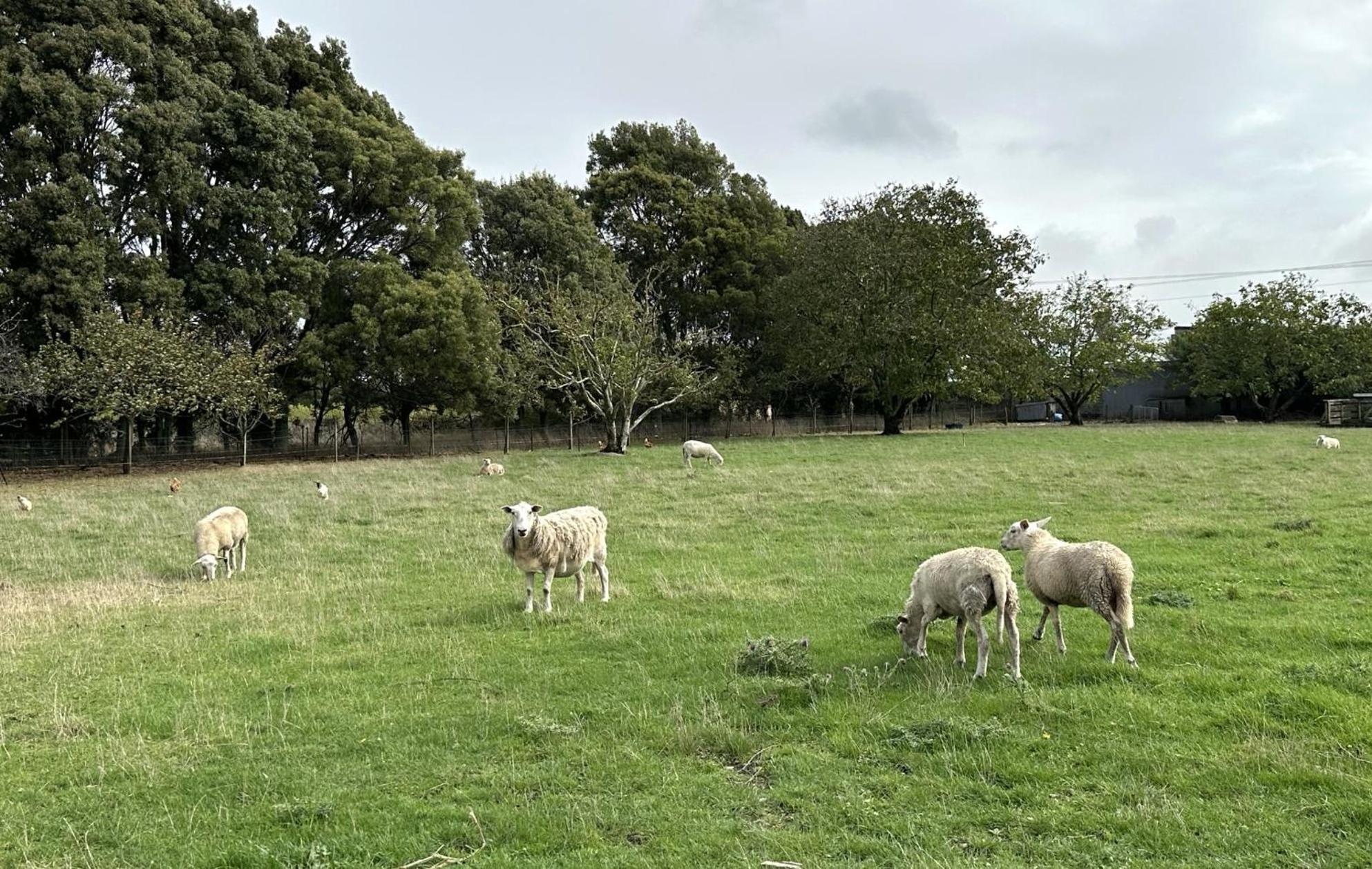 HopeCountry Retreats On Ranzau 9公寓 外观 照片